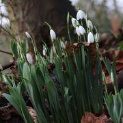 Early snowdrops
