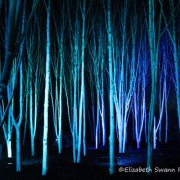Silver Birch Trees