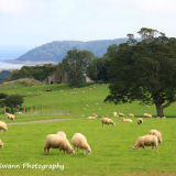 Welsh Landscape