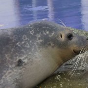 Seal