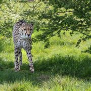 Achilles the cheetah