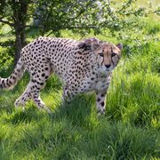 Achilles the cheetah