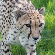 Achilles the Cheetah