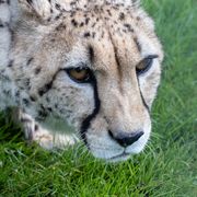 Achilles the Cheetah