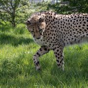 Achilles the Cheetah