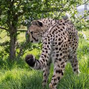 Achilles the Cheetah Beautiful spots