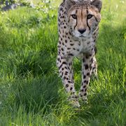 Achilles the cheetah Hello