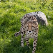 Achilles - the cheetah