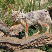 Corcas fox