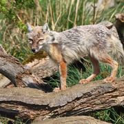 Corsac Fox - loosing its winter coat