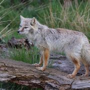 Corsac Fox loosing its winter coat