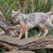 Corsac Fox