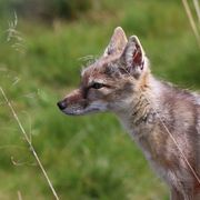 Corsac Fox loosing its winter coat