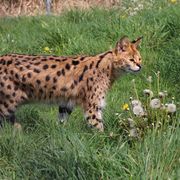 Serval Cat