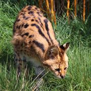 Serval Cat