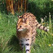 Serval Cat