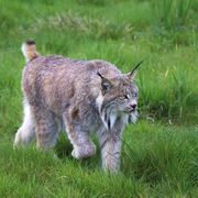 Canadian Lynx