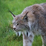 Canadian Lynx