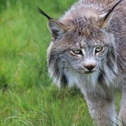 Canadian Lynx
