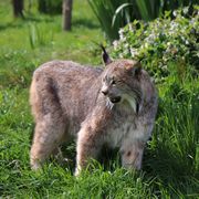 Canadian Lynx