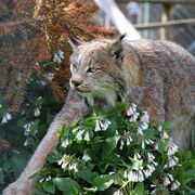 Canadian Lynx