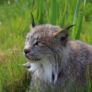 Canadian Lynx