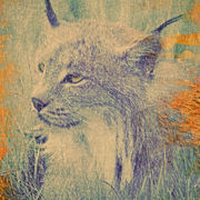 Lynx