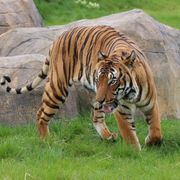 Cicip the Malaysian Tiger