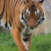 Cicip a Malaysian Tiger