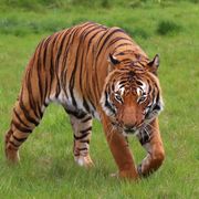 Cicip the Malaysian Tiger