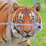 Cicip a Malaysian Tiger Teh look of love!!!!