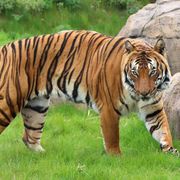 Cicip a Malaysian Tiger