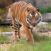 Cicip a Malaysian Tiger