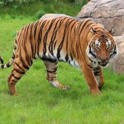 Cicip a Malaysian Tiger