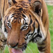 Cicip a Malaysian Tiger