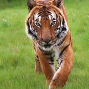 Cicip a Malaysian Tiger