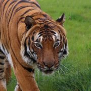 Cicip the Malaysian Tiger