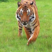 Cicip a Malaysian Tiger