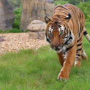 Cicip a Malaysian Tiger