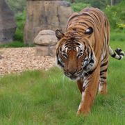 Cicip the Malaysian Tiger