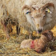 Newborn lamb at Wimpole Hall