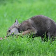 Wolf cub