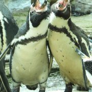 Singing for supper