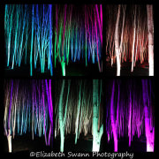 Silver Birch Trees