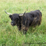 Highland Cattle