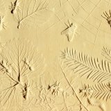 Plaster cast of insects