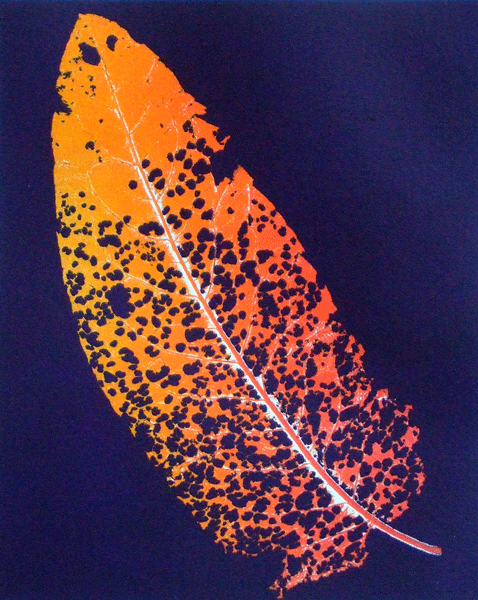 Dock Leaf eaten by insects