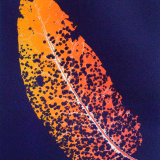 Dock Leaf eaten by insects