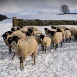 Ewe waiting for food