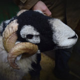 Swaledale Tup